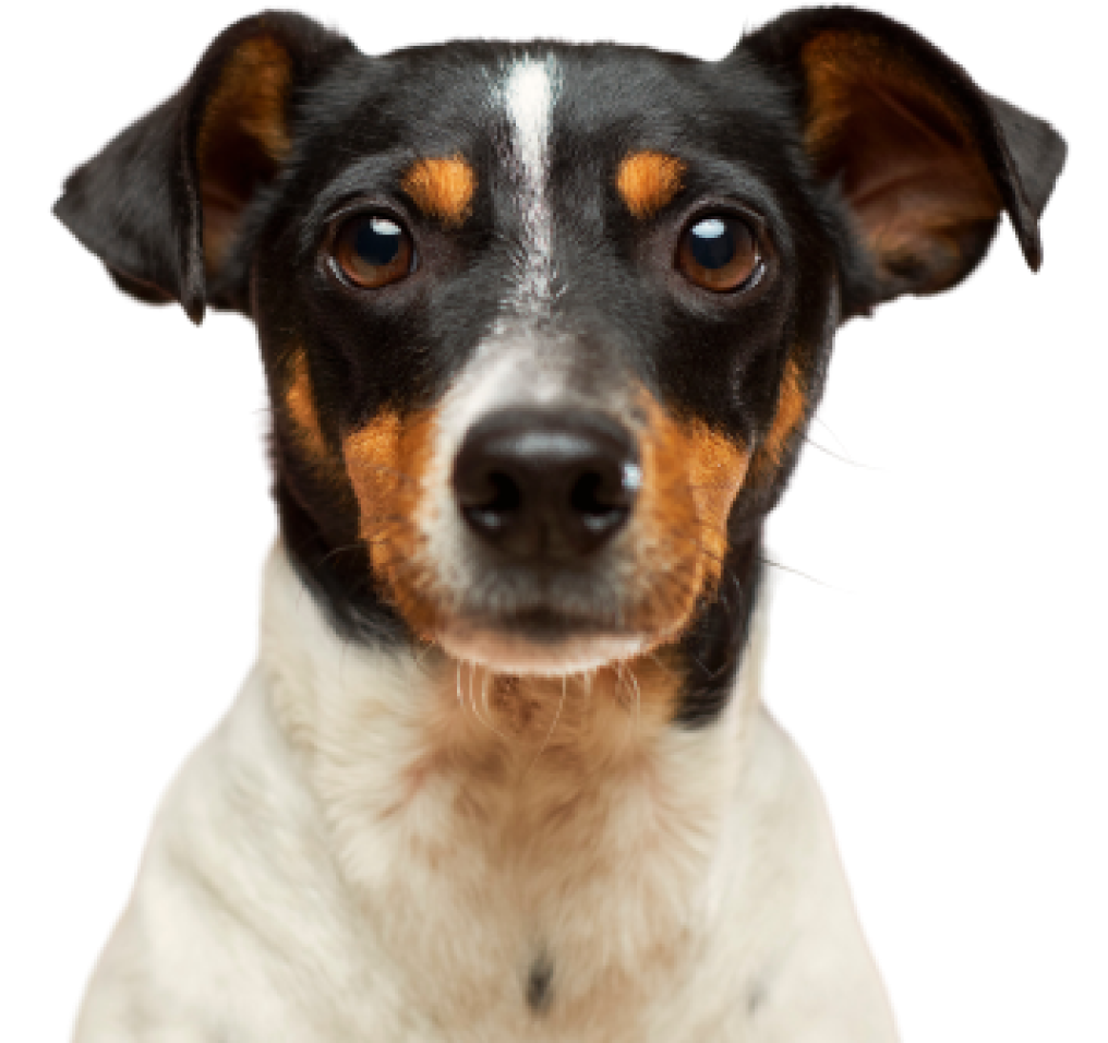hotel pet friendly lago di garda